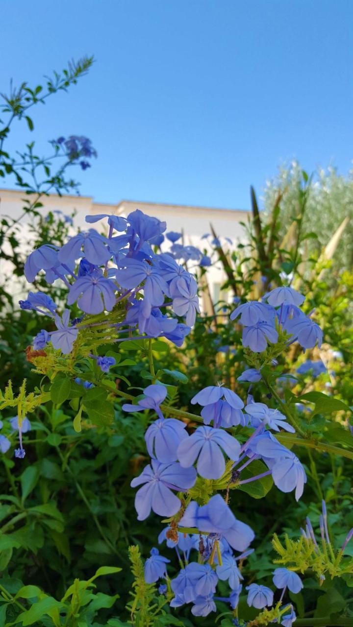 卡洛维诺The Proud Garden住宿加早餐旅馆 外观 照片