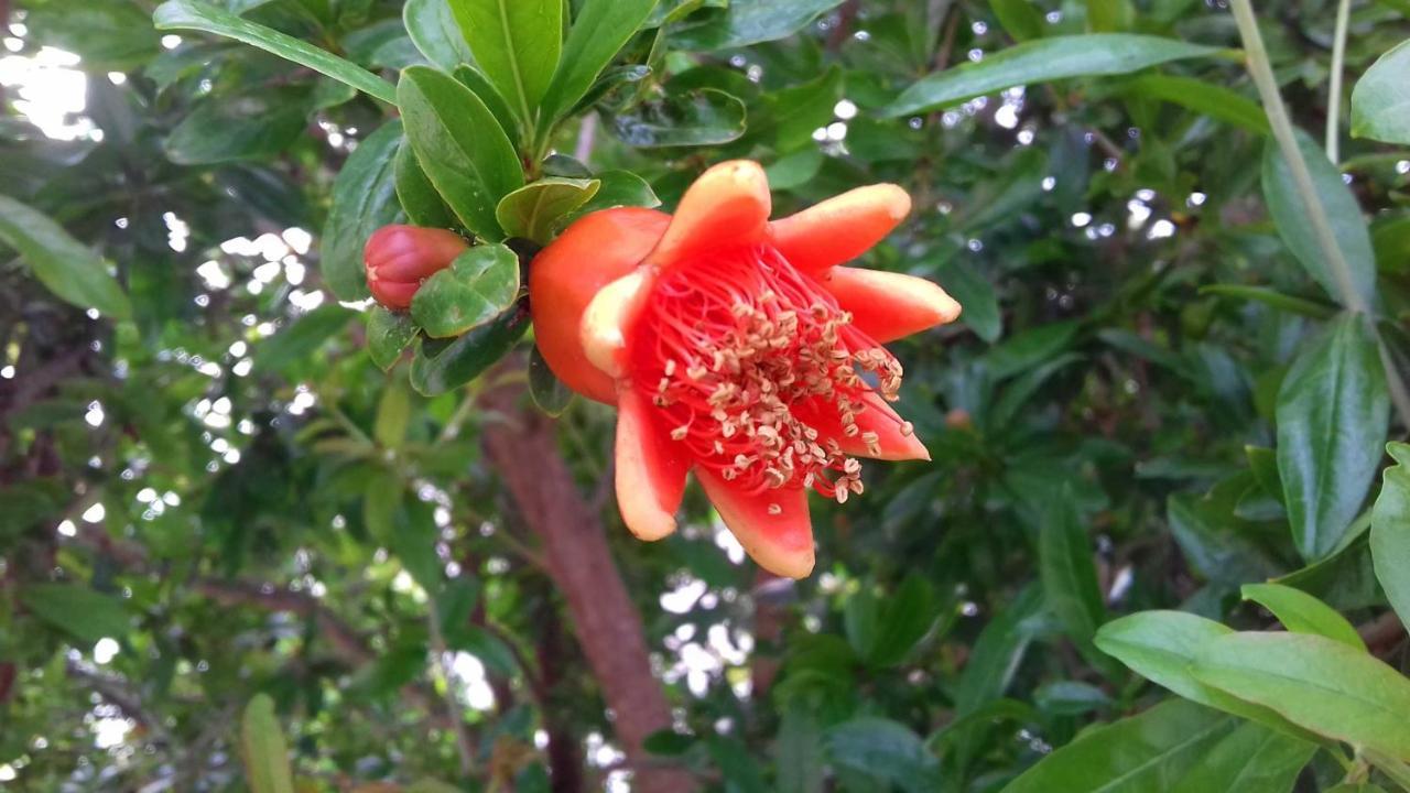 卡洛维诺The Proud Garden住宿加早餐旅馆 外观 照片